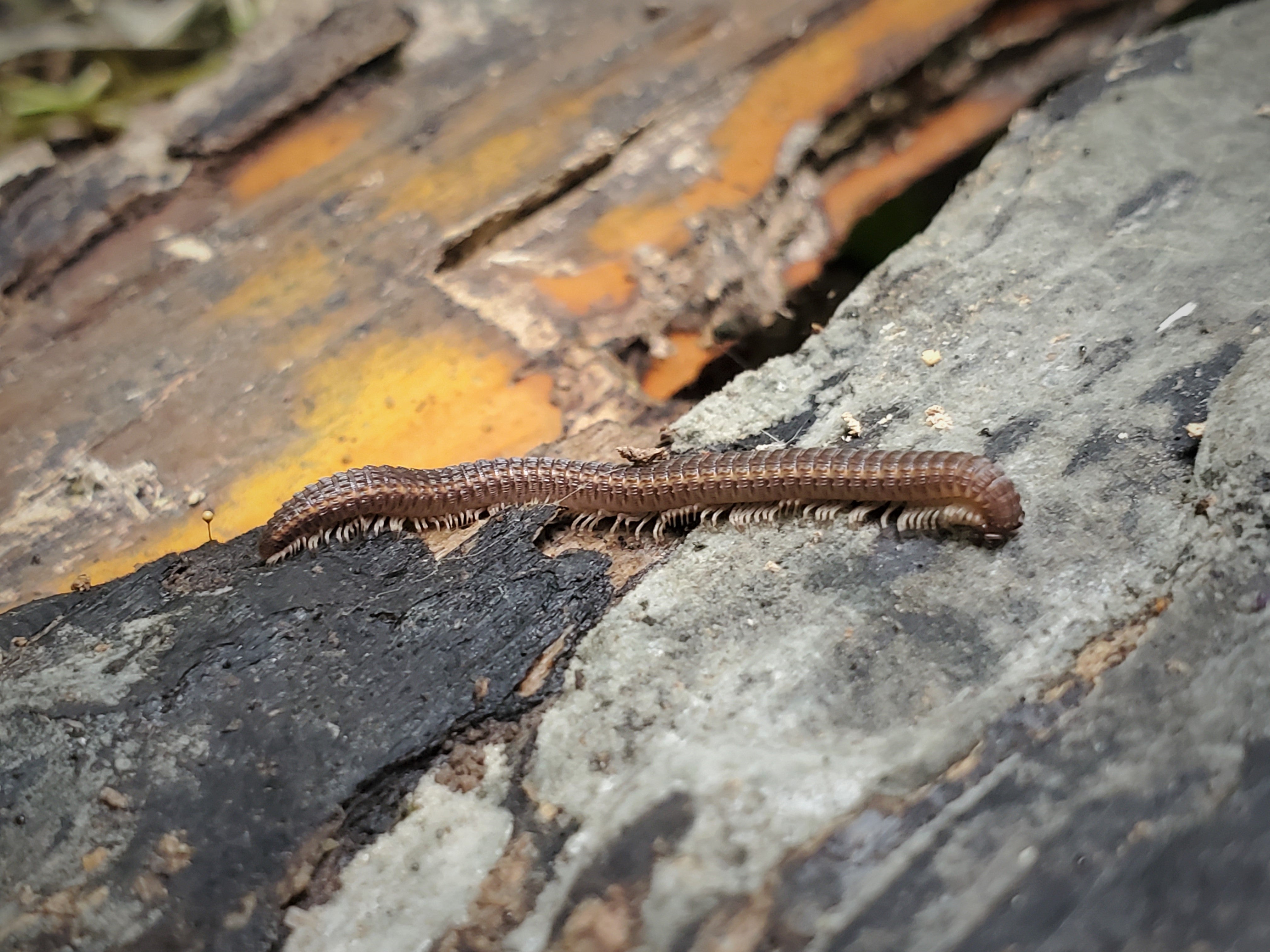 A tan millipede, about two inches long, crawls across a piece of rotting wood.